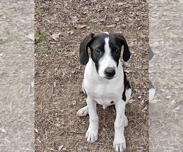 Medium Photo #2 Mutt Puppy For Sale in Boston, MA, USA