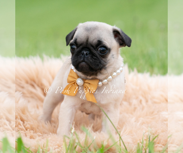 Medium Photo #3 Pug Puppy For Sale in WARSAW, IN, USA