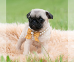 Small #1 Pug