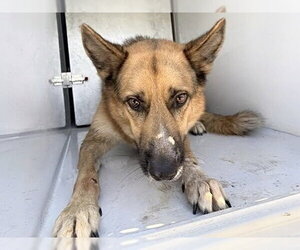 German Shepherd Dog Dogs for adoption in Houston, TX, USA
