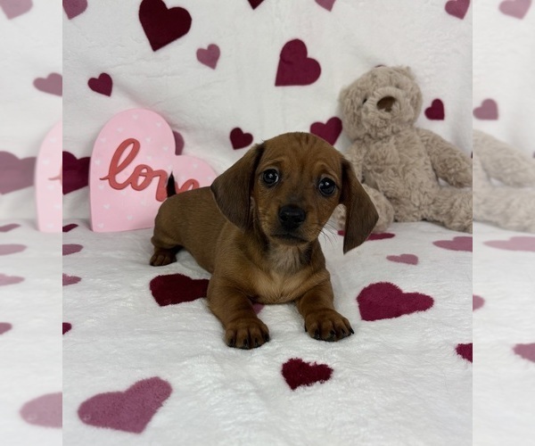 Medium Photo #1 Dachshund Puppy For Sale in FRANKLIN, IN, USA