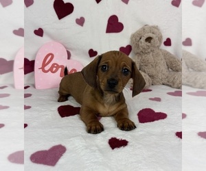 Dachshund Puppy for sale in FRANKLIN, IN, USA