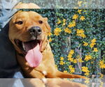 Small #2 Rhodesian Ridgeback Mix