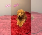 Small Photo #12 Goldendoodle Puppy For Sale in NORTH VERNON, IN, USA