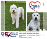 Small Poodle (Standard) Mix