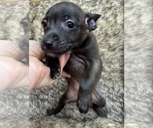 Rat Terrier Puppy for sale in WHITAKERS, NC, USA