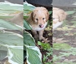 Small #7 Aussiedoodle