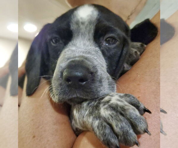 Medium Photo #2 Beagle-Spaniel Mix Puppy For Sale in Pottstown, PA, USA