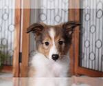 Small Photo #4 Shetland Sheepdog Puppy For Sale in NAPLES, FL, USA