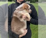 Small #4 German Shepherd Dog