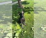 Small #5 German Shepherd Dog