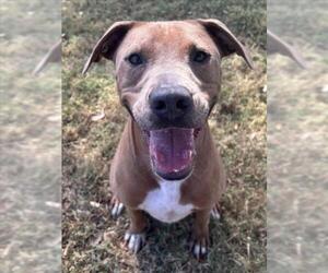 Mutt Dogs for adoption in Texas City, TX, USA