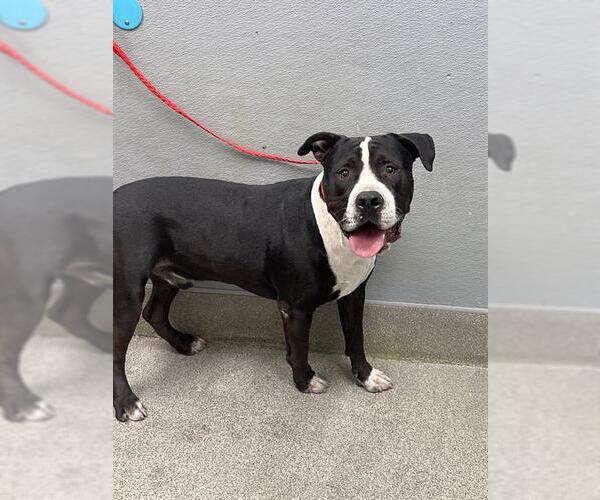 Medium Photo #1 Staffordshire Bull Terrier-Unknown Mix Puppy For Sale in Las Vegas, NV, USA