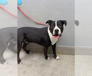 Staffordshire Bull Terrier-Unknown Mix Dogs for adoption in Las Vegas, NV, USA