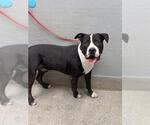 BUBBA - Male Staffordshire Bull Terrier-Unknown Mix Dog for Adoption - Small photo