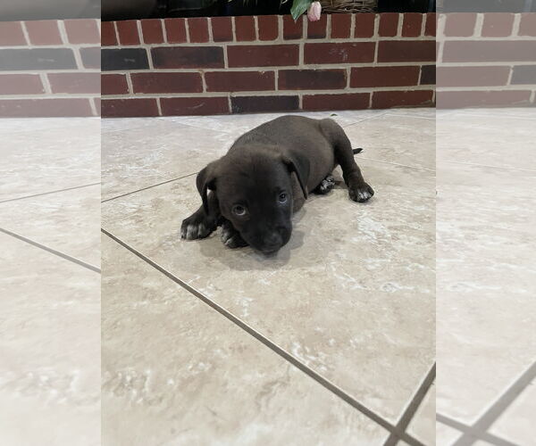 Medium Photo #2 Labrador Retriever-Unknown Mix Puppy For Sale in The Woodlands, TX, USA