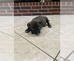 Small #1 Labrador Retriever Mix