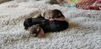 Small Photo #8 Alaskan Malamute Puppy For Sale in CLARK, WY, USA
