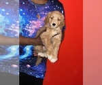 Small Photo #1 Goldendoodle-Poodle (Standard) Mix Puppy For Sale in DETROIT, MI, USA