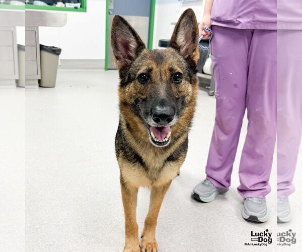 Medium Photo #2 German Shepherd Dog-Unknown Mix Puppy For Sale in Washington, DC, USA