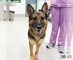 Small #1 German Shepherd Dog Mix