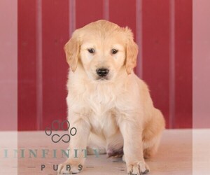 Golden Retriever Puppy for sale in MANHEIM, PA, USA