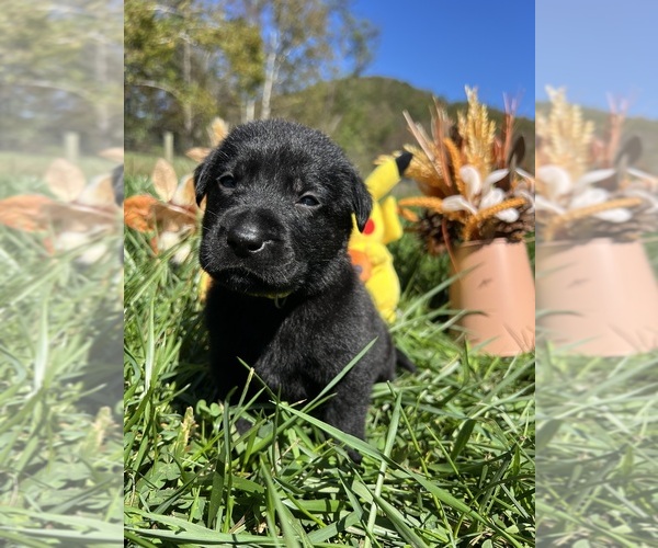 Medium Photo #10 Labrador Retriever Puppy For Sale in NEOLA, WV, USA