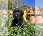 Small #9 Labrador Retriever