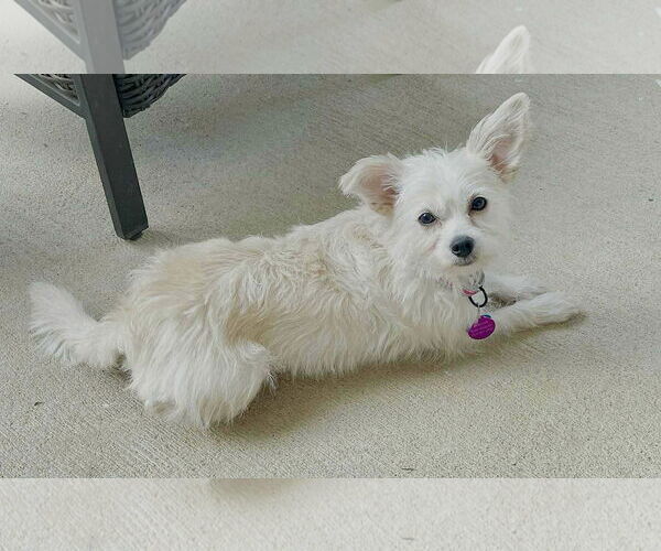 Medium Photo #7 Mutt Puppy For Sale in Arlington, VA, USA