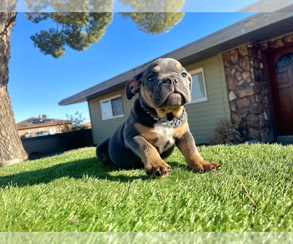 Medium Photo #1 English Bulldog Puppy For Sale in SANTA MONICA, CA, USA