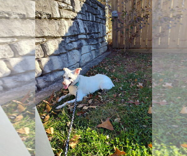 Medium Photo #4 Mutt Puppy For Sale in Candler, NC, USA