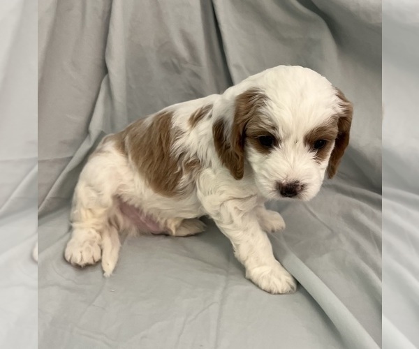 Medium Photo #40 Cavapoo Puppy For Sale in PENSACOLA, FL, USA