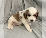 Small Photo #40 Cavapoo Puppy For Sale in PENSACOLA, FL, USA
