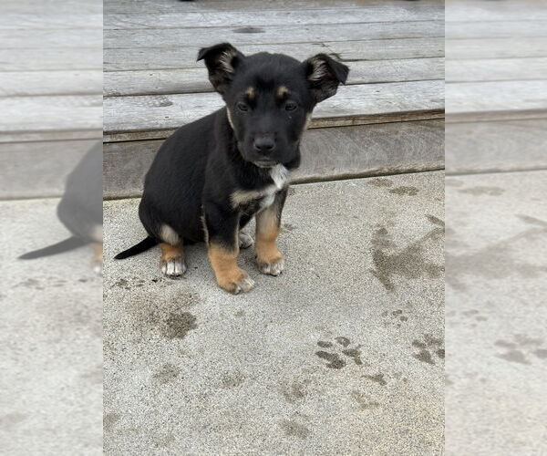 Medium Photo #3 Mutt Puppy For Sale in Dana Point, CA, USA