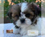 Small #7 Shih Tzu