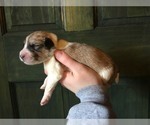 Small Photo #1 Great Pyrenees-Unknown Mix Puppy For Sale in MOSCOW, ME, USA