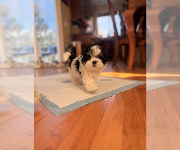 Medium Photo #1 Mal-Shi Puppy For Sale in FORT COLLINS, CO, USA