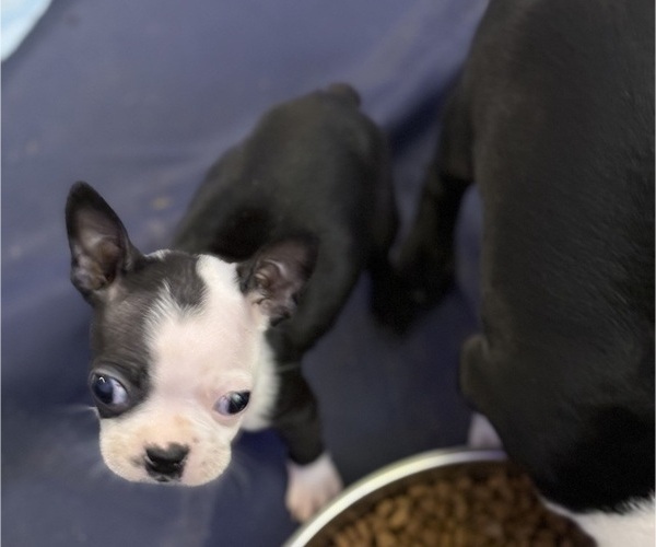 Medium Photo #5 Boston Terrier Puppy For Sale in RICHMOND, TX, USA