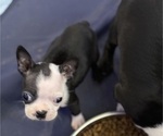 Puppy Lucky Boston Terrier