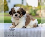 Small Shih Tzu