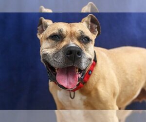 American Pit Bull Terrier Dogs for adoption in Gloversville, NY, USA