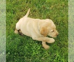 Small #13 Labrador Retriever