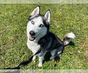 Siberian Husky Dogs for adoption in McKinleyville, CA, USA