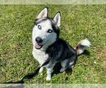 Small Siberian Husky