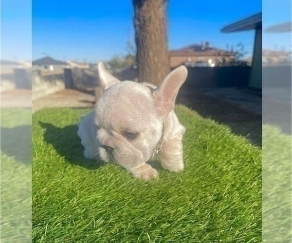 Medium Photo #6 French Bulldog Puppy For Sale in PORTLAND, OR, USA