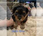Small Photo #12 Yorkshire Terrier Puppy For Sale in MERCED, CA, USA