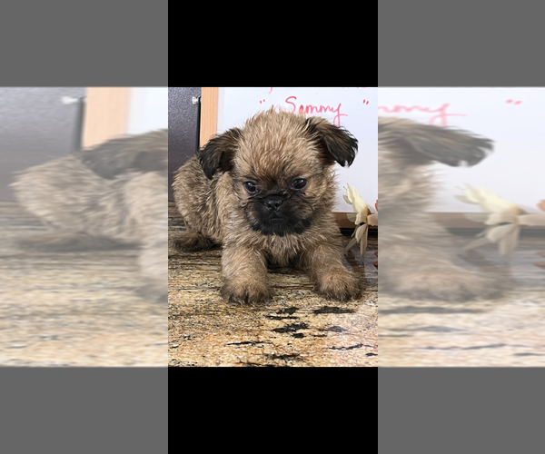 Medium Photo #2 Brussels Griffon Puppy For Sale in NILES, MI, USA