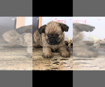 Small #1 Brussels Griffon