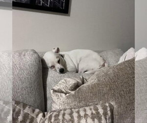 Vannah - Female Chihuahua-Unknown Mix Dog for Adoption - Photo #3