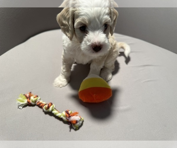 Medium Photo #2 Bernedoodle (Miniature) (+ Poodle Miniature) Puppy For Sale in BREA, CA, USA